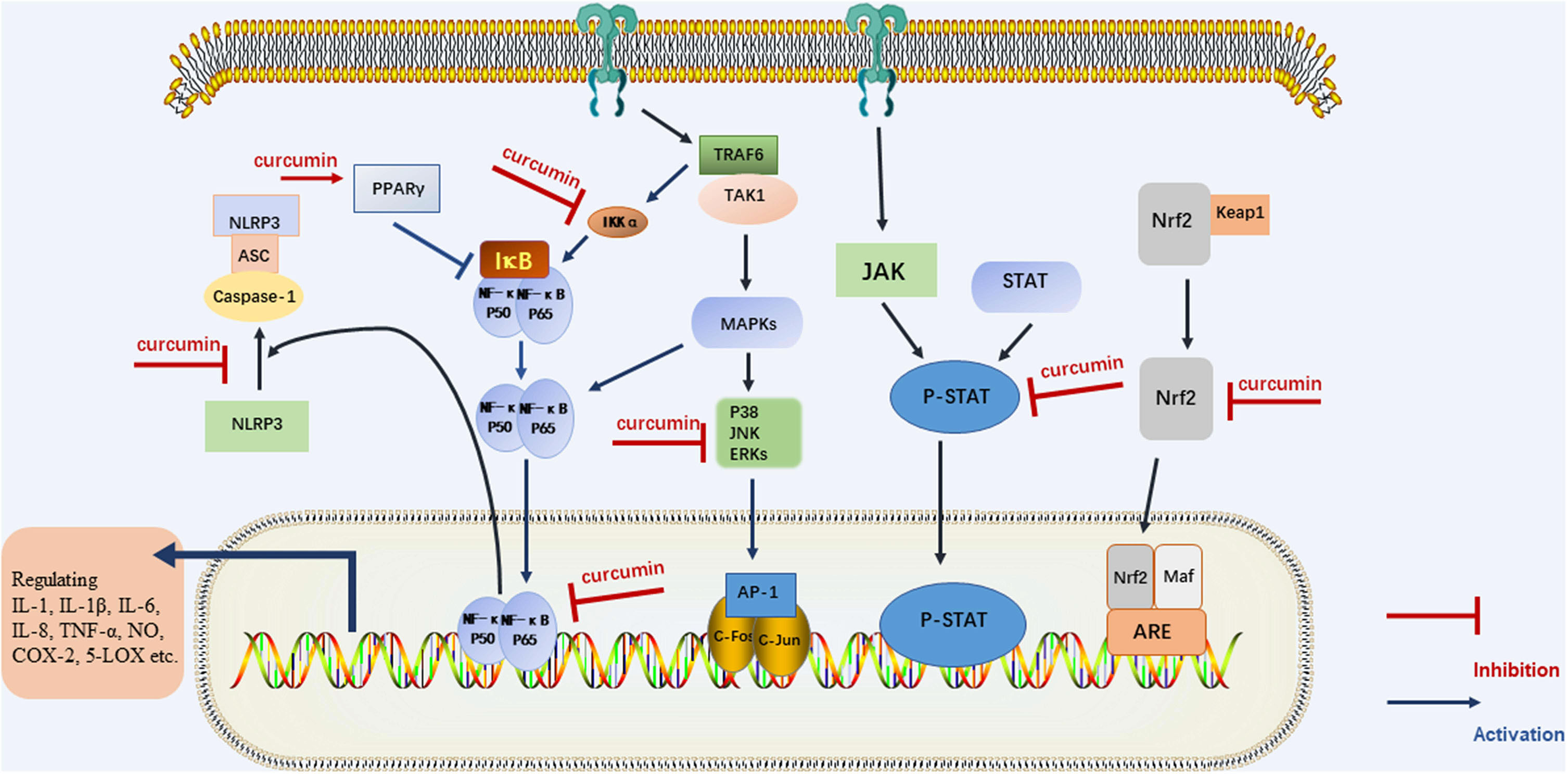 fig2.jpg