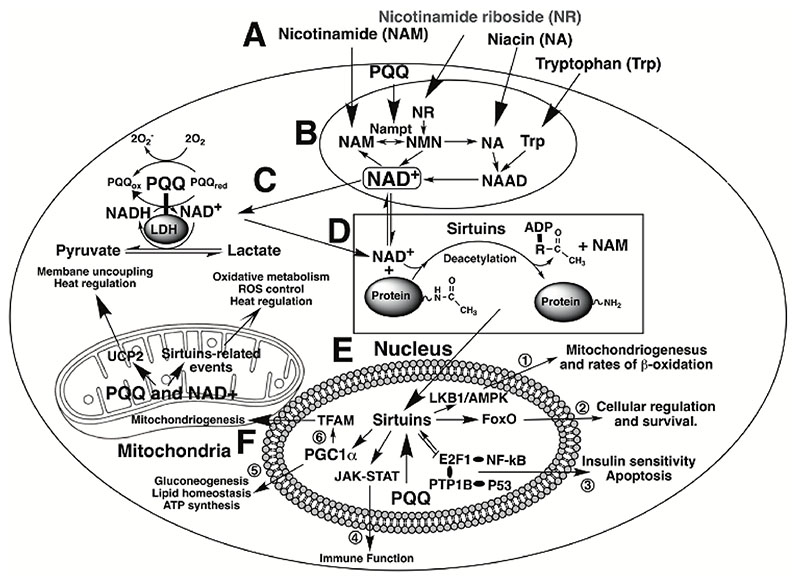 fig2.jpg